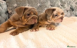 English Bulldog dogs for sale: Star Studded English Bulldogs - Image 1