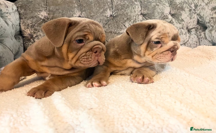 English Bulldog dogs - Advert 2