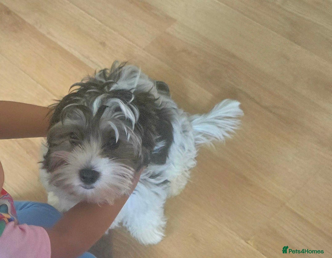Yorkshire Terrier dogs for sale: Cute boy 🐾 ready 🐾  in London - Image 4