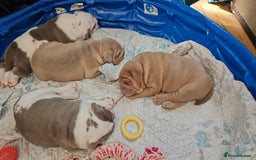 Olde English Bulldogge dogs for sale: Puppies 07931561727 - Image 11