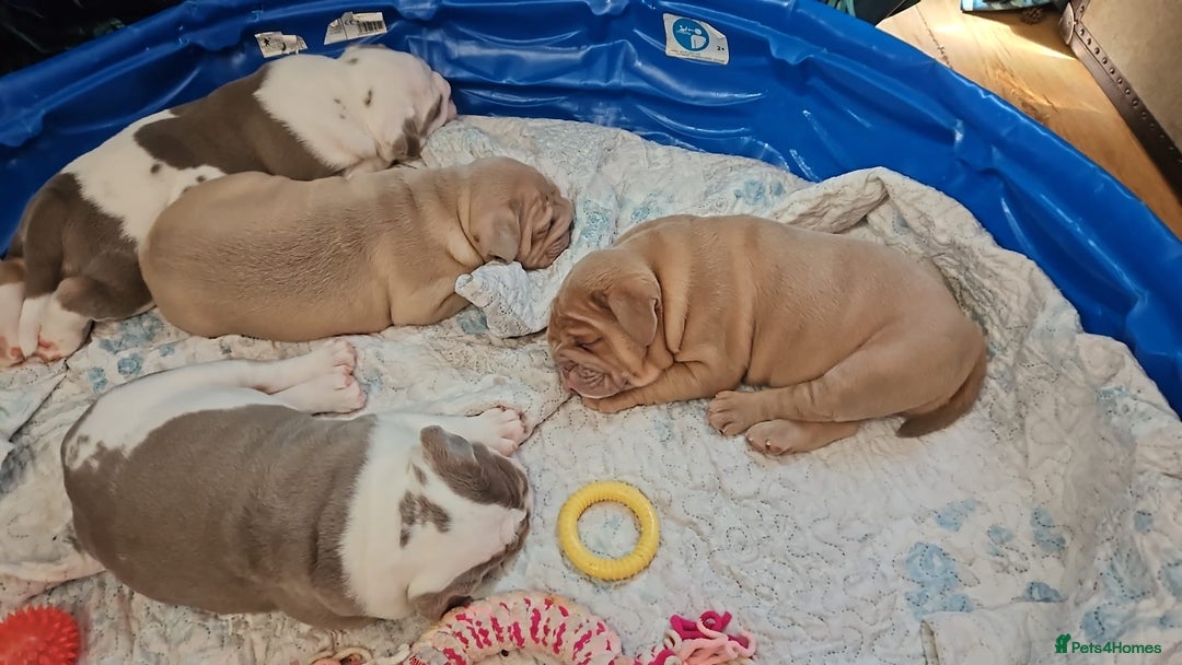 Olde English Bulldogge dogs for sale: Puppies 07931561727 - Image 11
