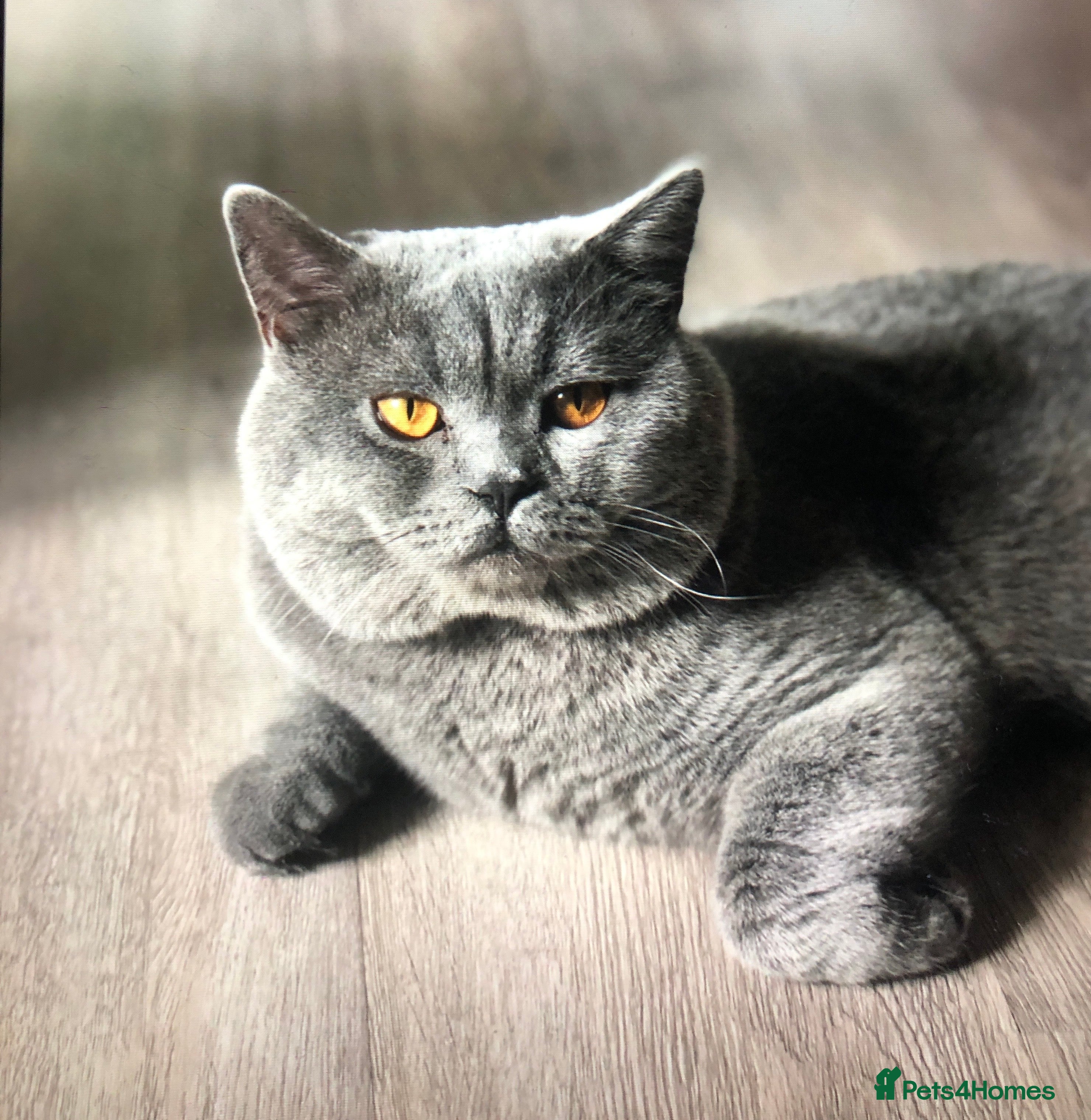 British Shorthair cats Blue colour BSH Champion Line GCCF stud  in London - Advert 14