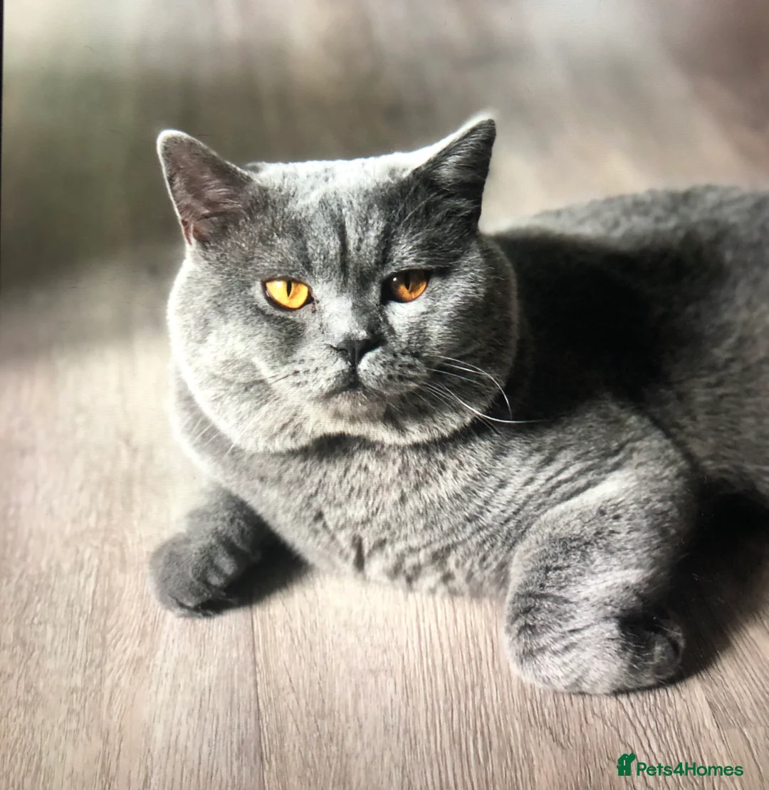 British Shorthair cats for stud: Blue colour BSH Champion Line GCCF stud  in London - Advert 1