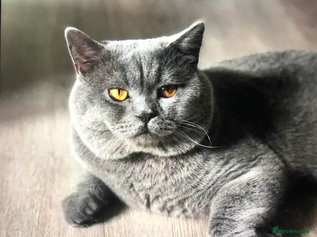 British Shorthair cats Blue colour BSH Champion Line GCCF stud - Advert 12