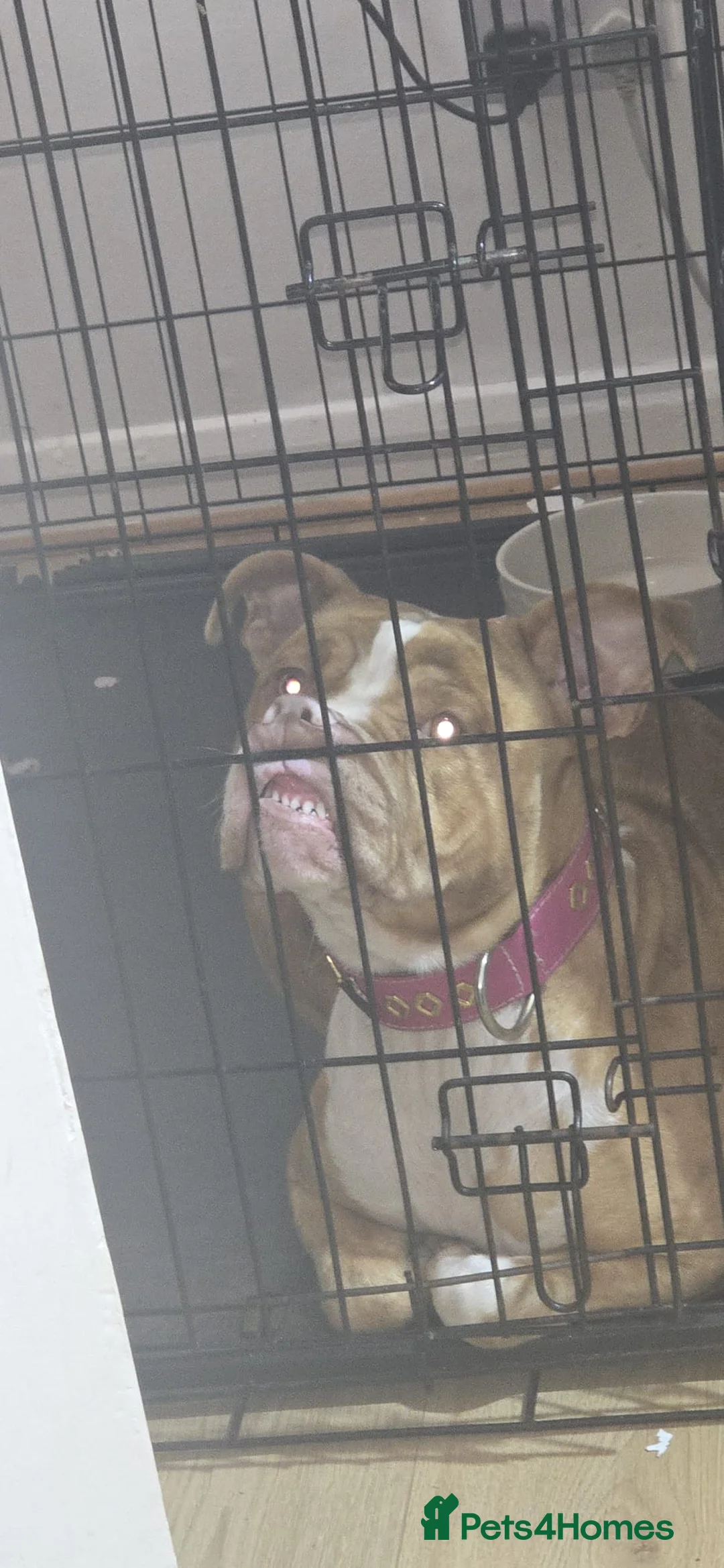 American Bull Staffy dogs for sale: Narla  - Advert 6