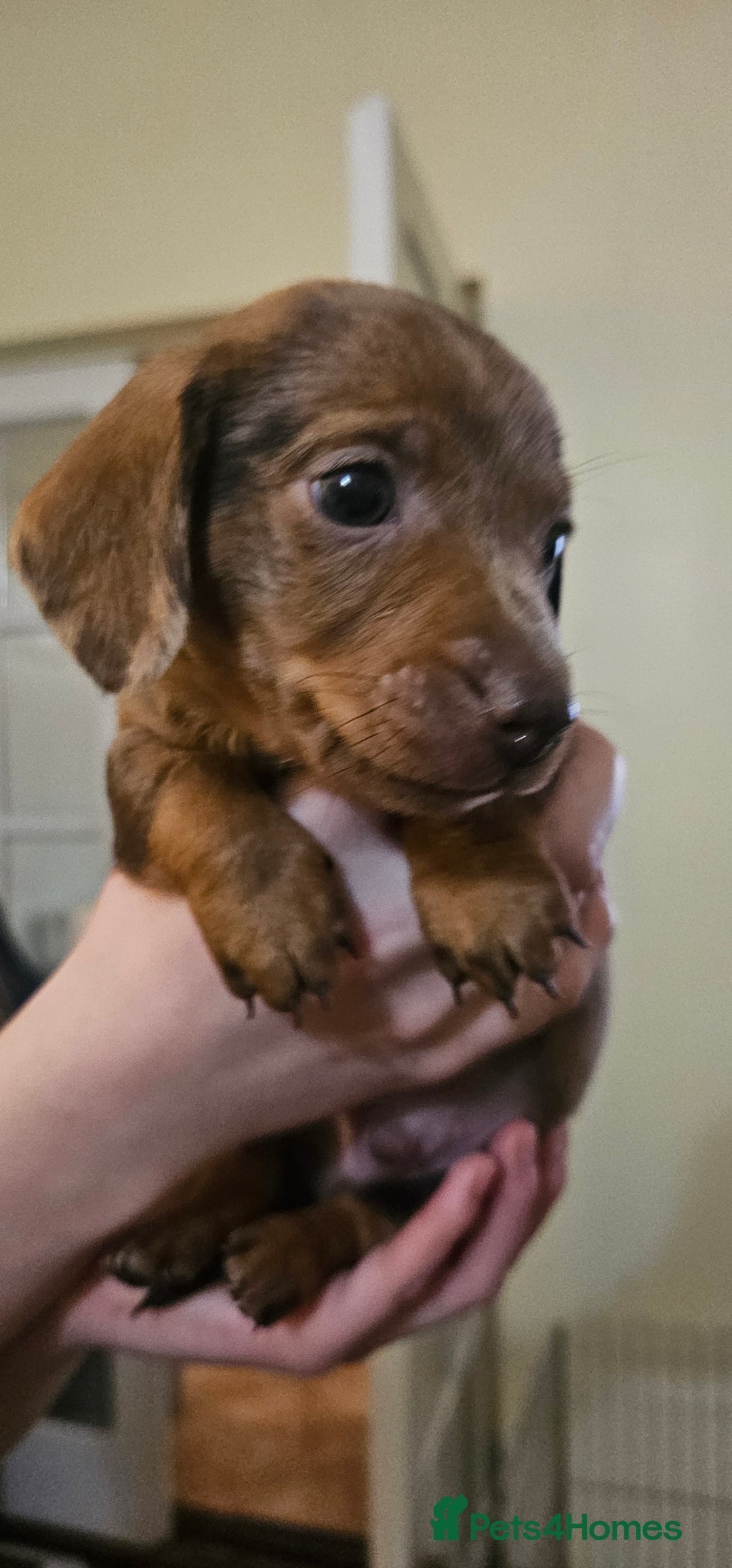 Miniature Dachshund dogs for sale: Miniature Daschund Puppies 6 Boys ONLY 2 LEFT 🩵💙 - Advert 12