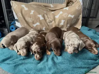 Miniature Dachshund dogs Beautiful Daches - Advert 7