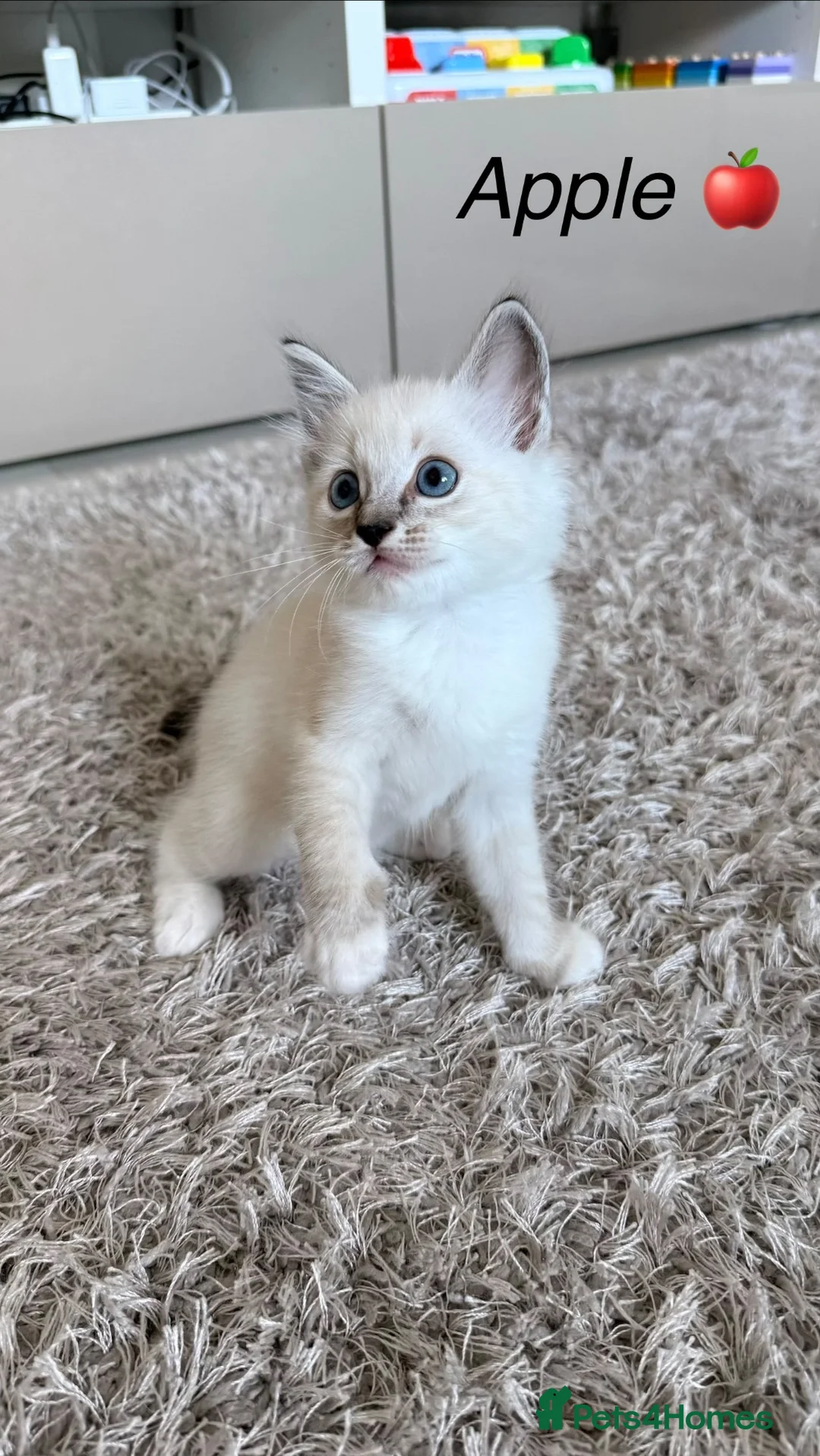 Ragdoll cats for sale: 4 Beautiful Ragdoll Boys – Ready 15th September ❤️ - Advert 16