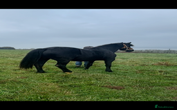 Welsh Section D horses for sale: Section D beautiful Black Mare Magic - Image 8