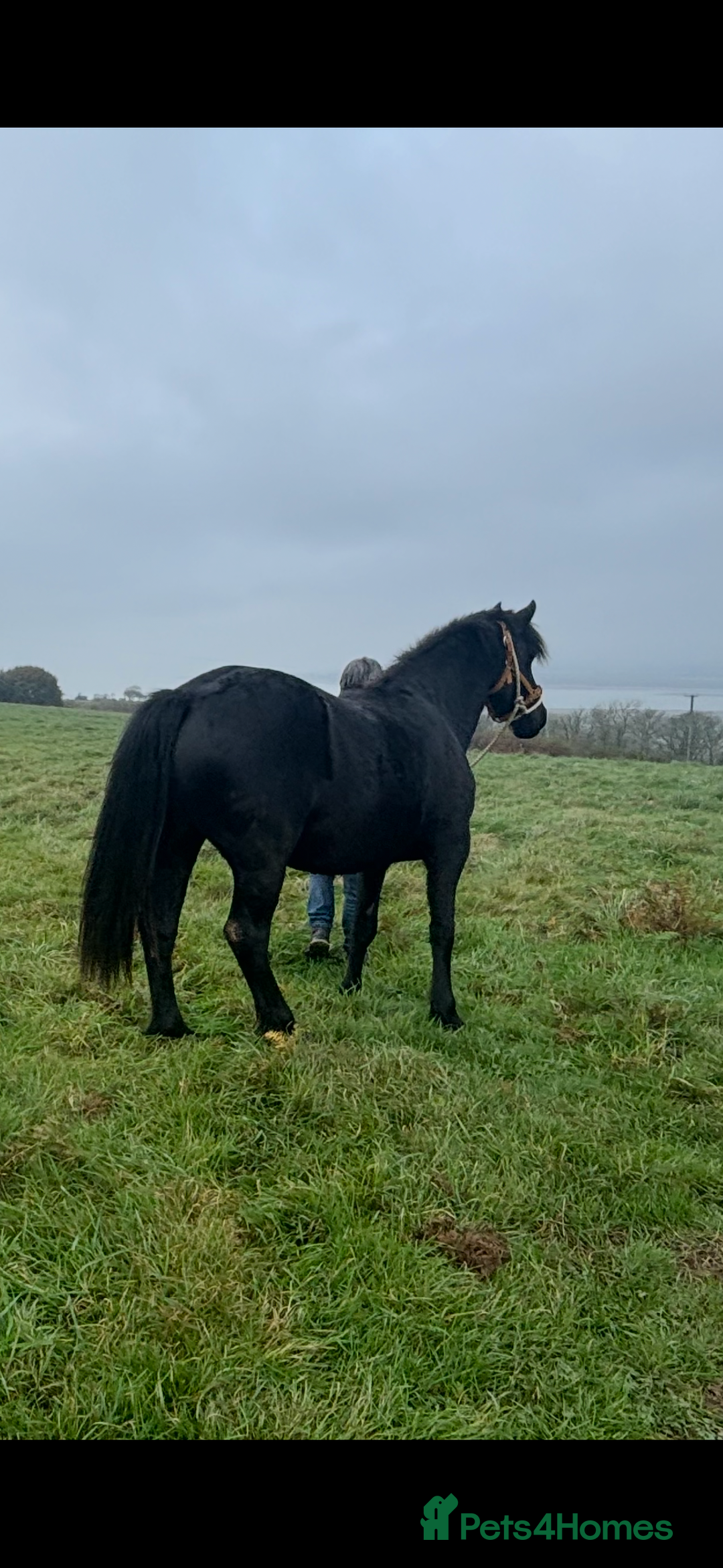 Welsh Section D horses for sale: Section D beautiful Black Mare Magic - Image 8