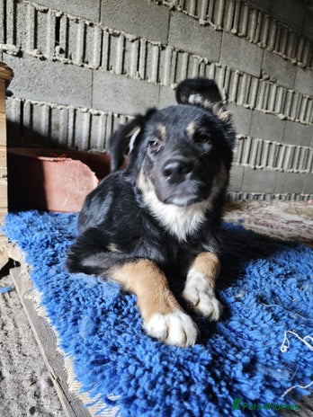 A poor, gentle 3 legged boy needs a Loving Home