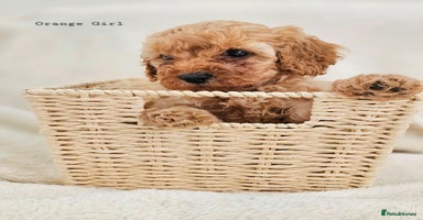 Cavapoo dogs - Advert 11