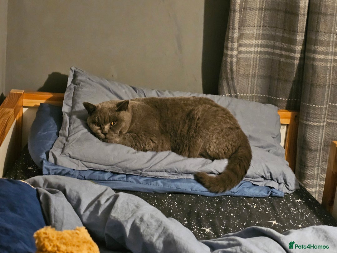 British Shorthair cats for sale: British Shorthair for Sale  - Image 5