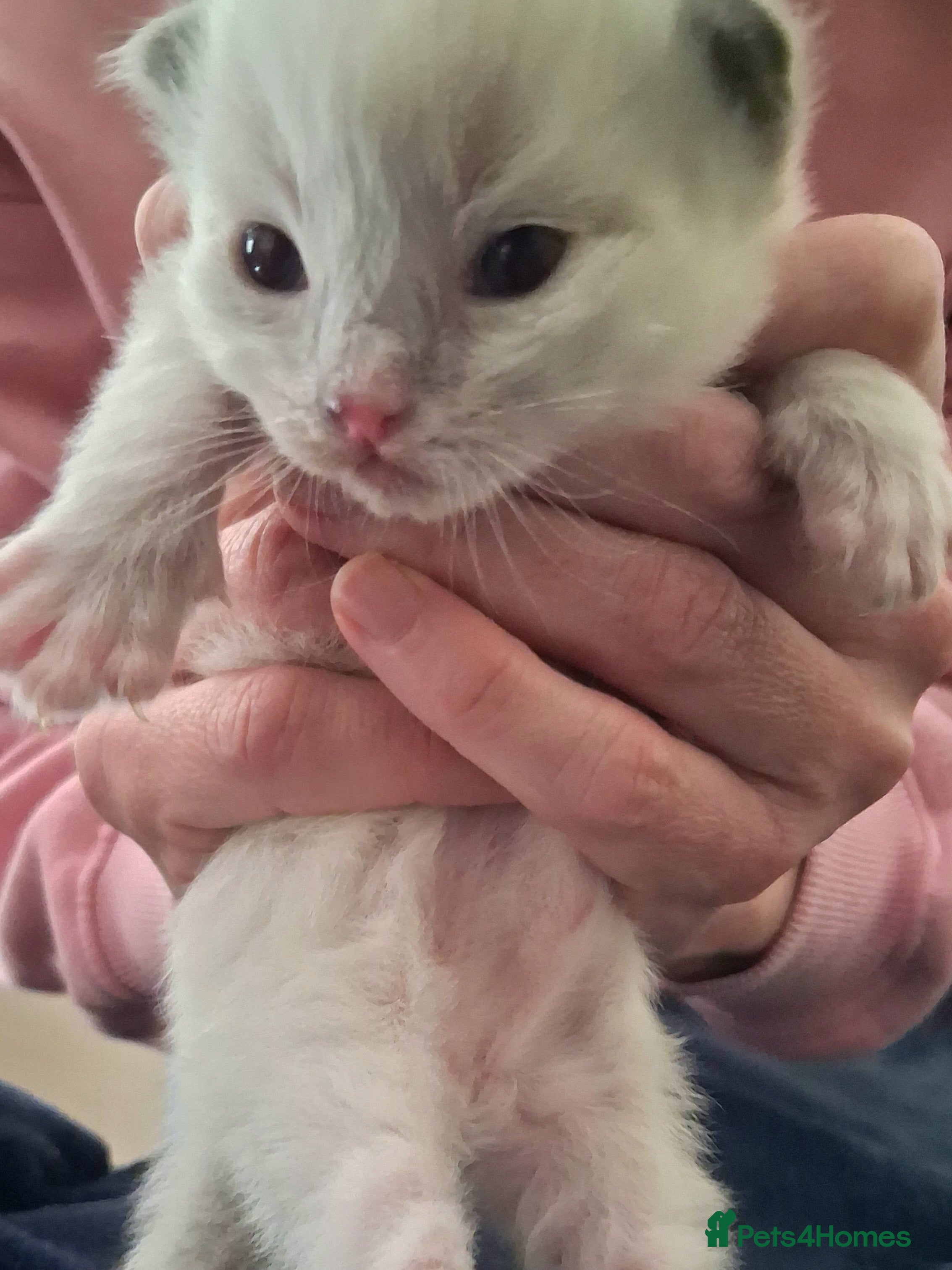 Ragdoll cats for sale: Stunning Ragdoll Kittens - 2.5 weeks old. - Advert 16