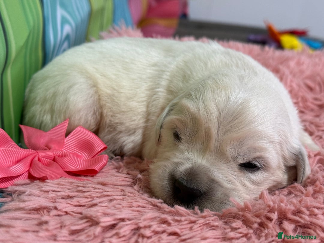 Golden Retriever dogs for sale: Beautiful KC reg DNA clear puppies available  - Advert 16