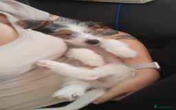 Jack Russell dogs for sale: 12 week old jack Russel - Image 2