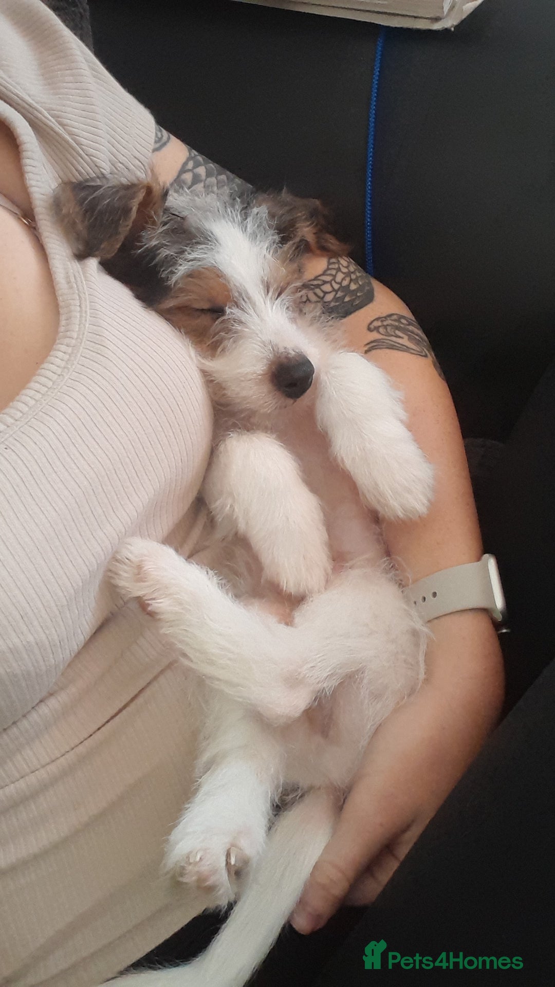 Jack Russell dogs for sale: 12 week old jack Russel - Image 2