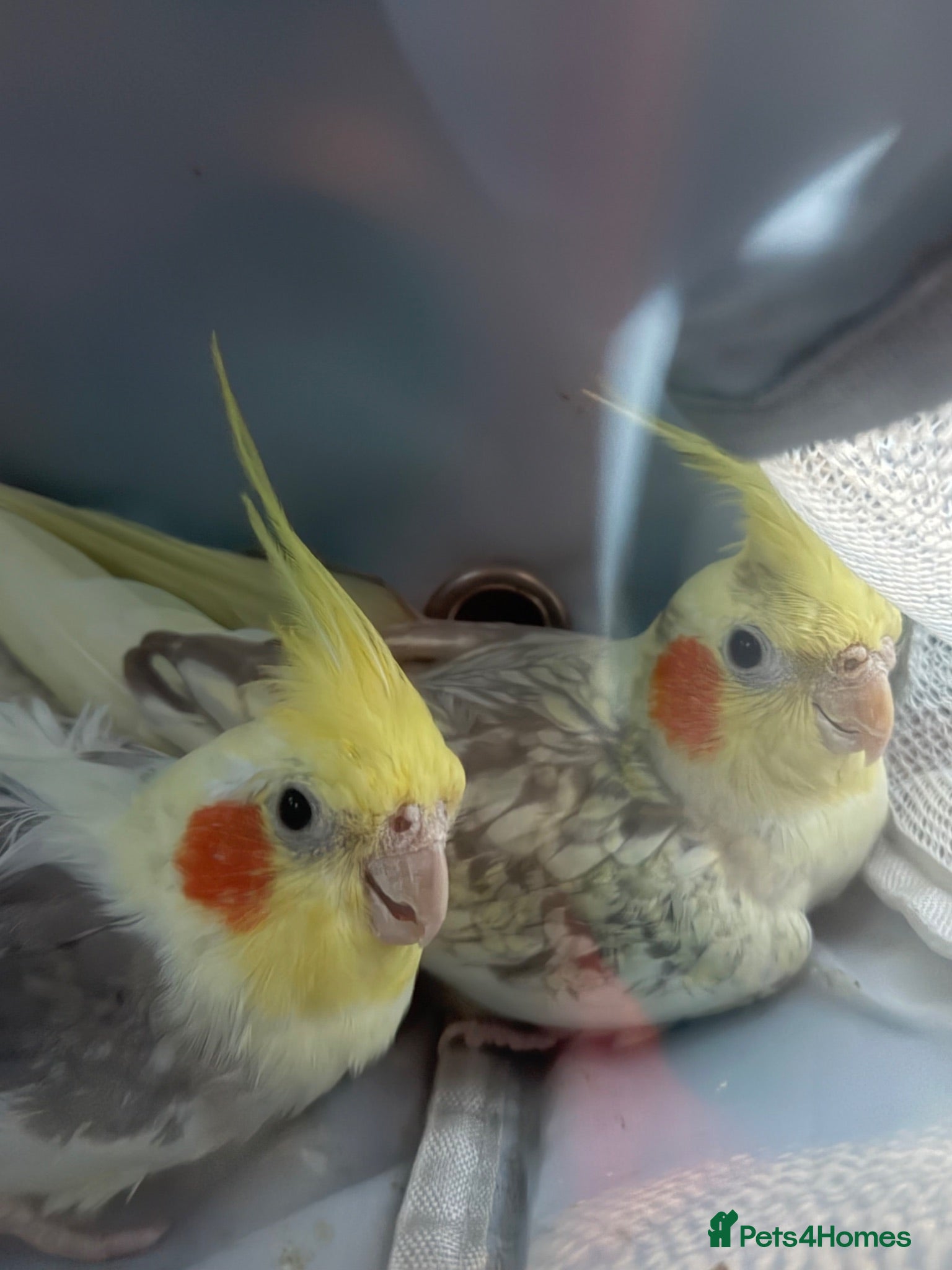 Cockatiels birds Cockatiels  - Advert 13