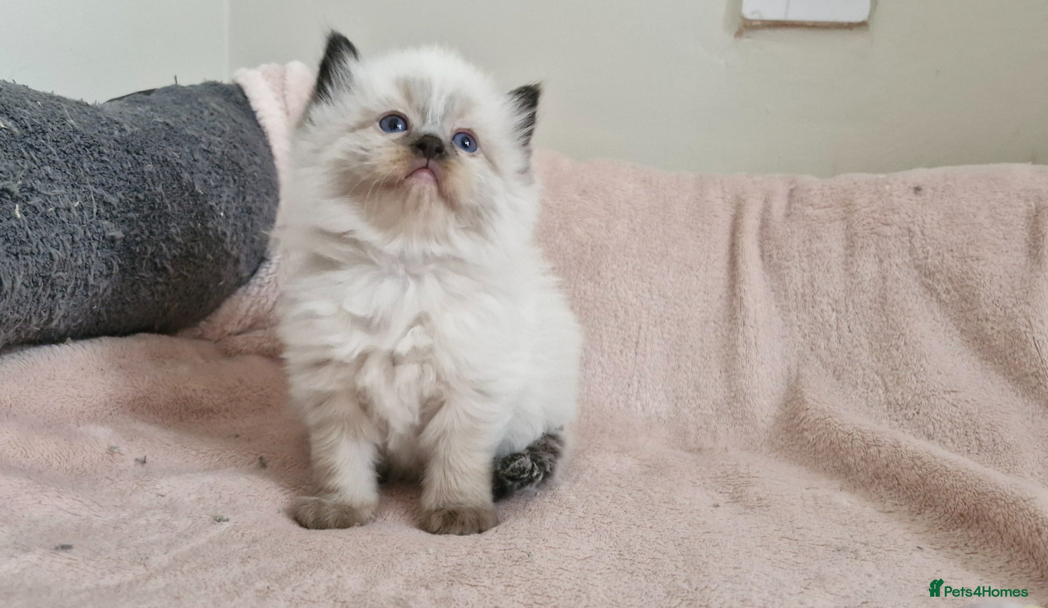 Ragdoll cats Two girls left. Ready 2nd June  - Advert 16