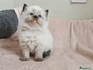 Ragdoll cats Two girls left. Ready 2nd June - Advert 16