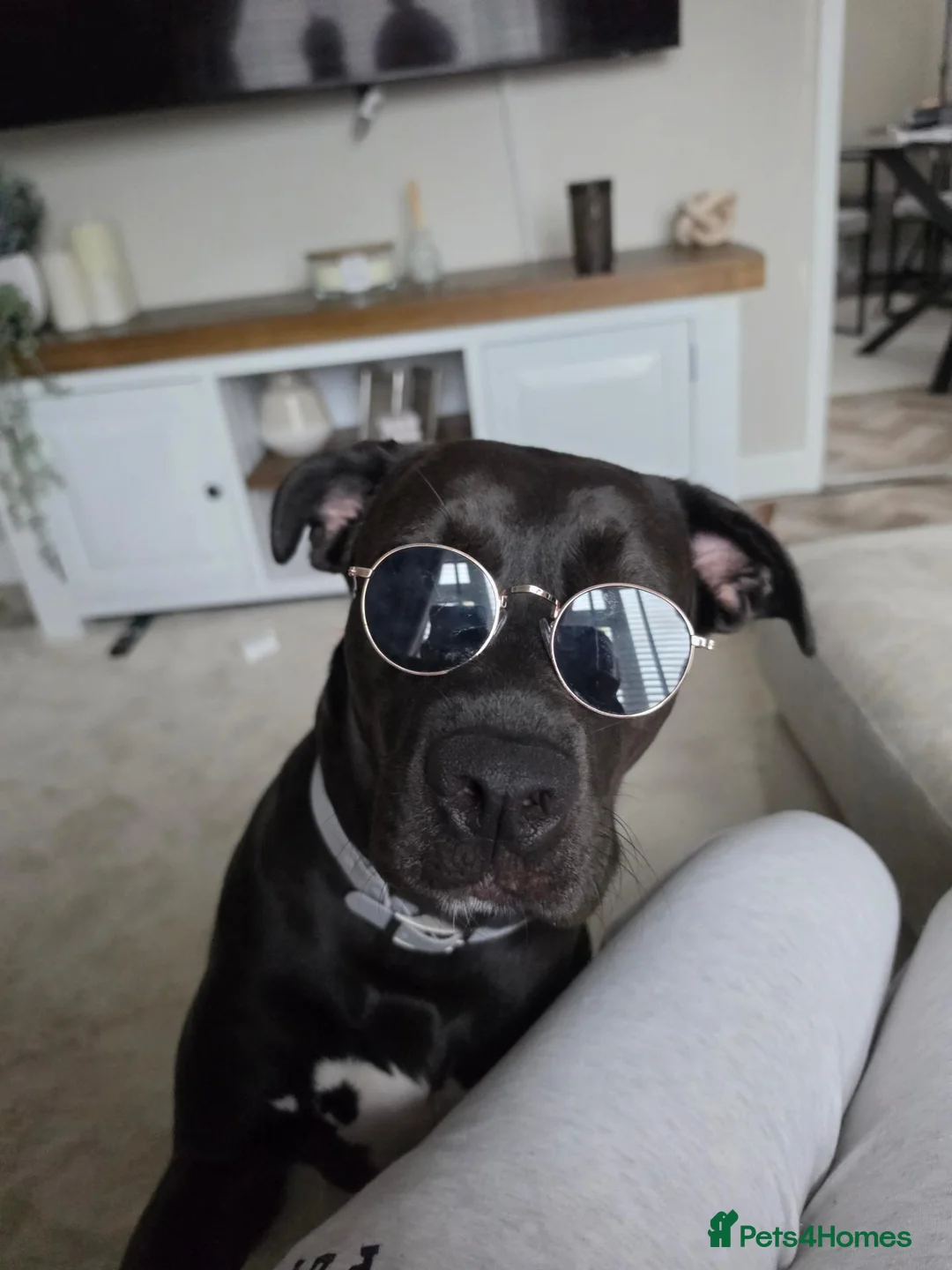 Mixed Breed dogs for sale: NARLA Cane Corso x  - Advert 2
