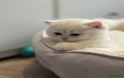 British Shorthair cats for sale: 🌟Purebred British Shorthair Golden Kittens🌟 - Image 13