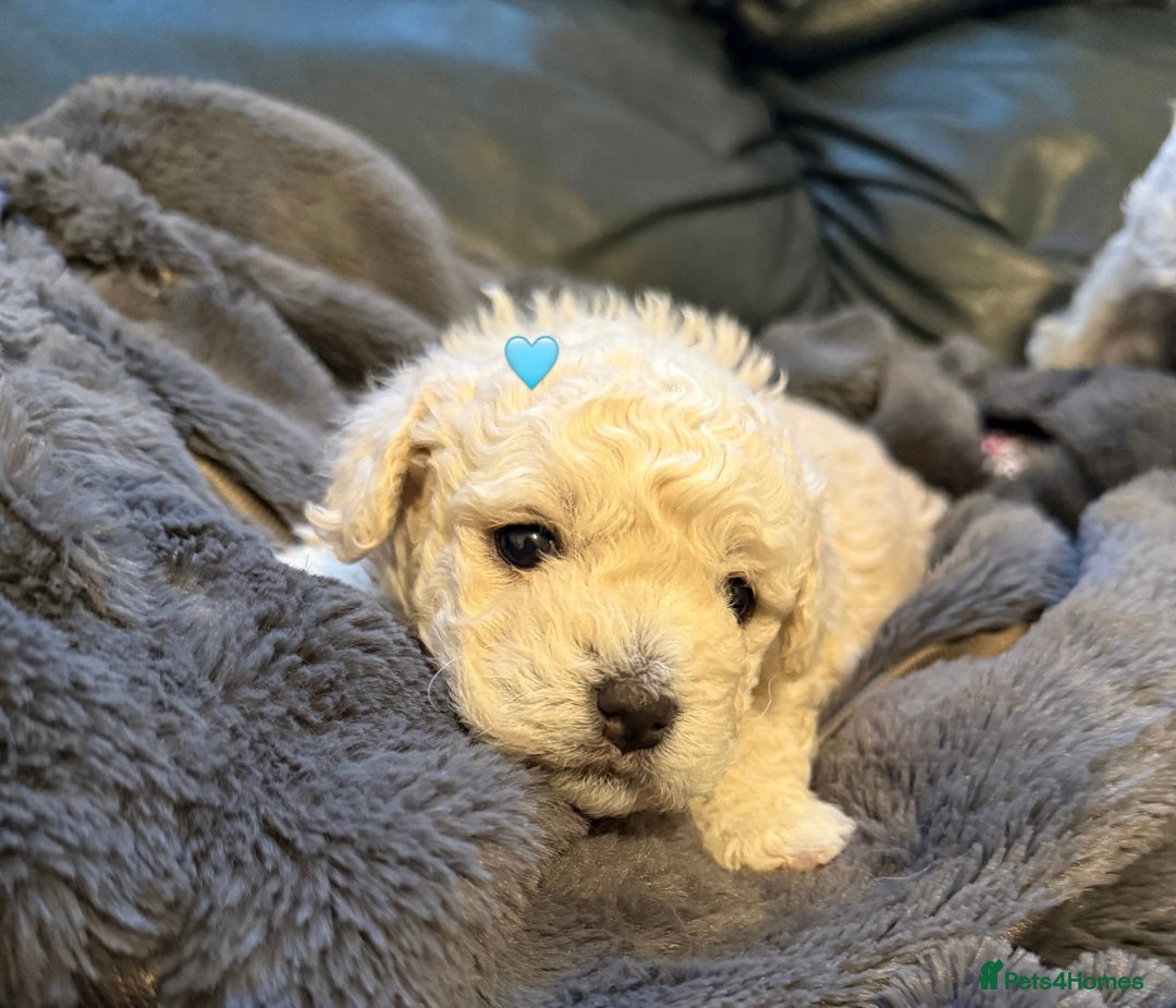 Bichon Frise dogs for sale: Bichon Frise Puppies  - Advert 7