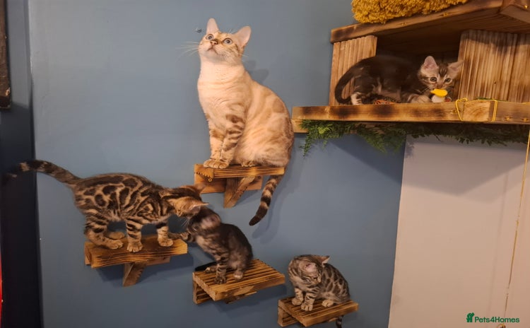 Bengal cats Stunning  bengal kittens TICA reg - Advert 1