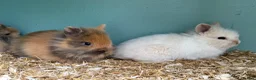Lionhead rabbits for sale: Baby double maned lions ready for new homes - Advert 3