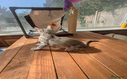 Bengal cats for sale: Bengal Kittens Purebred with Champion Lines  - Image 17