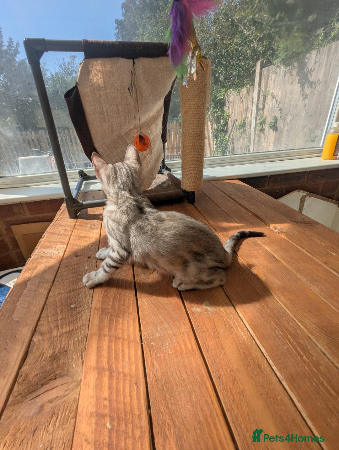 Bengal cats for sale: Bengal Kittens Purebred with Champion Lines  - Image 17