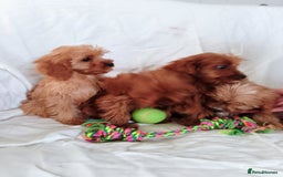 Cavapoo dogs for sale: Cavapoo - Image 4