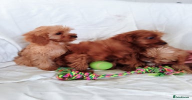 Cavapoo dogs - Advert 2