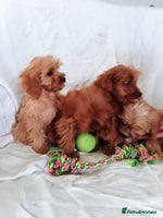 Cavapoo dogs - Advert 2