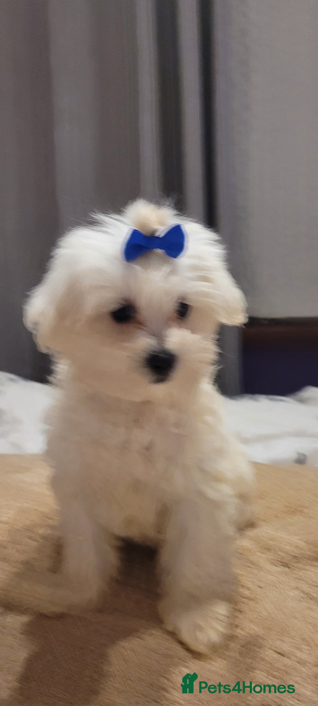 Maltipoo dogs for sale: Olivia M  - Advert 3