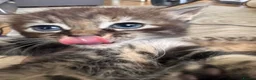 Mixed Breed cats for sale: 4 beautiful kittens  - Advert 7