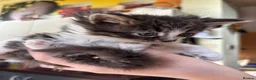 Mixed Breed cats for sale: Sweet little kittens for sale! - Advert 10