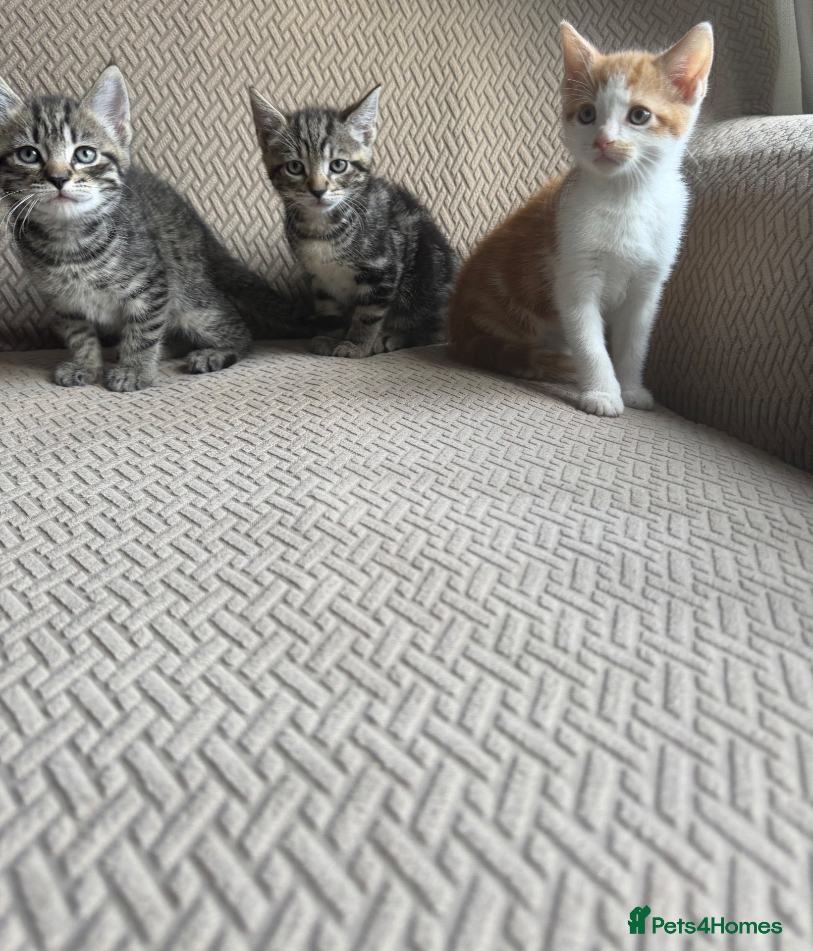 Mixed Breed cats Six Beautiful Tabby Kittens  - Advert 16