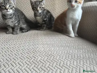 Mixed Breed cats Six Beautiful Tabby Kittens - Advert 16