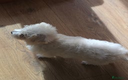 Bichon Frise dogs for sale: Baby boy Bichon Frise  - Image 4