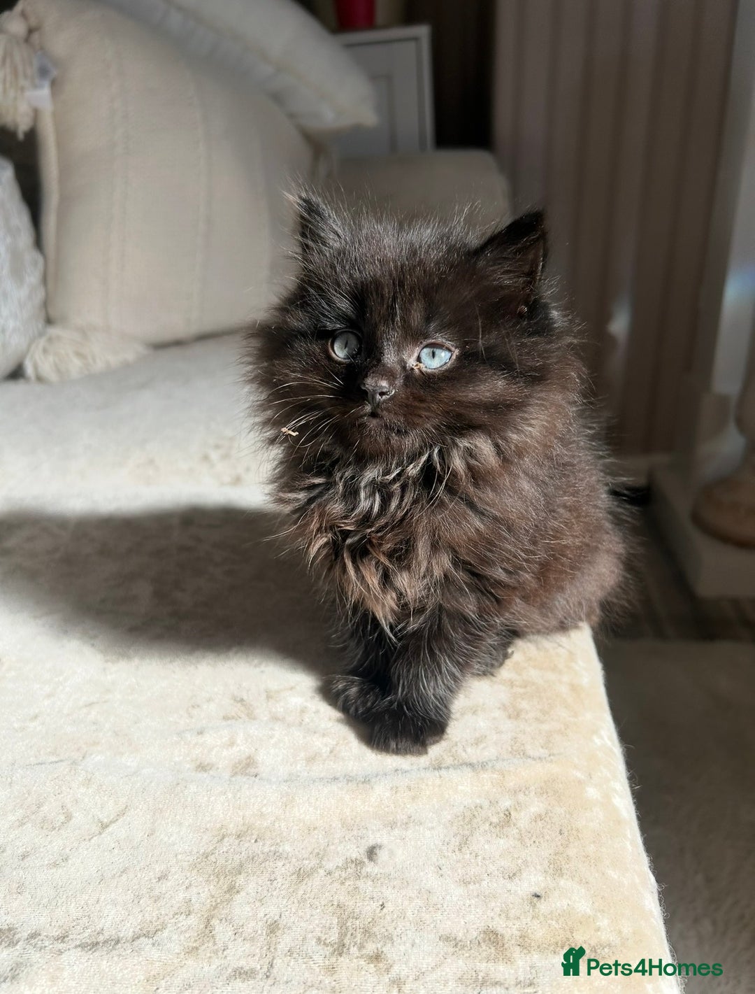 Mixed Breed cats for sale: Black Smoke Ragdoll X Maine Coon Kittens - Advert 3