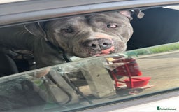 American Bulldog dogs for sale: Loving American Bulldog for Sale  - Image 8