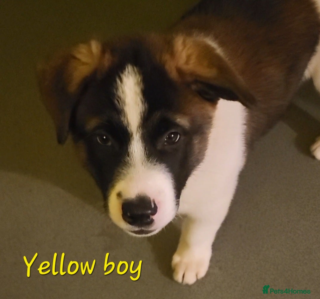 Akita dogs Last male. American Akita Puppies.  - Advert 2