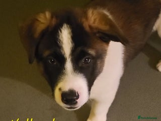 Akita dogs Last male. American Akita Puppies. - Advert 2