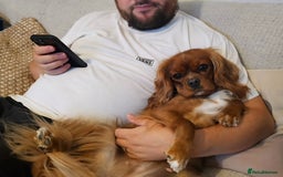 Cavalier King Charles Spaniel dogs for sale: Female Ruby KC Cavalier King Charles Spaniel - Image 5
