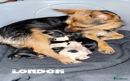 Mixed Breed dogs for sale: 4 gorgeous puppies for sale - Image 17