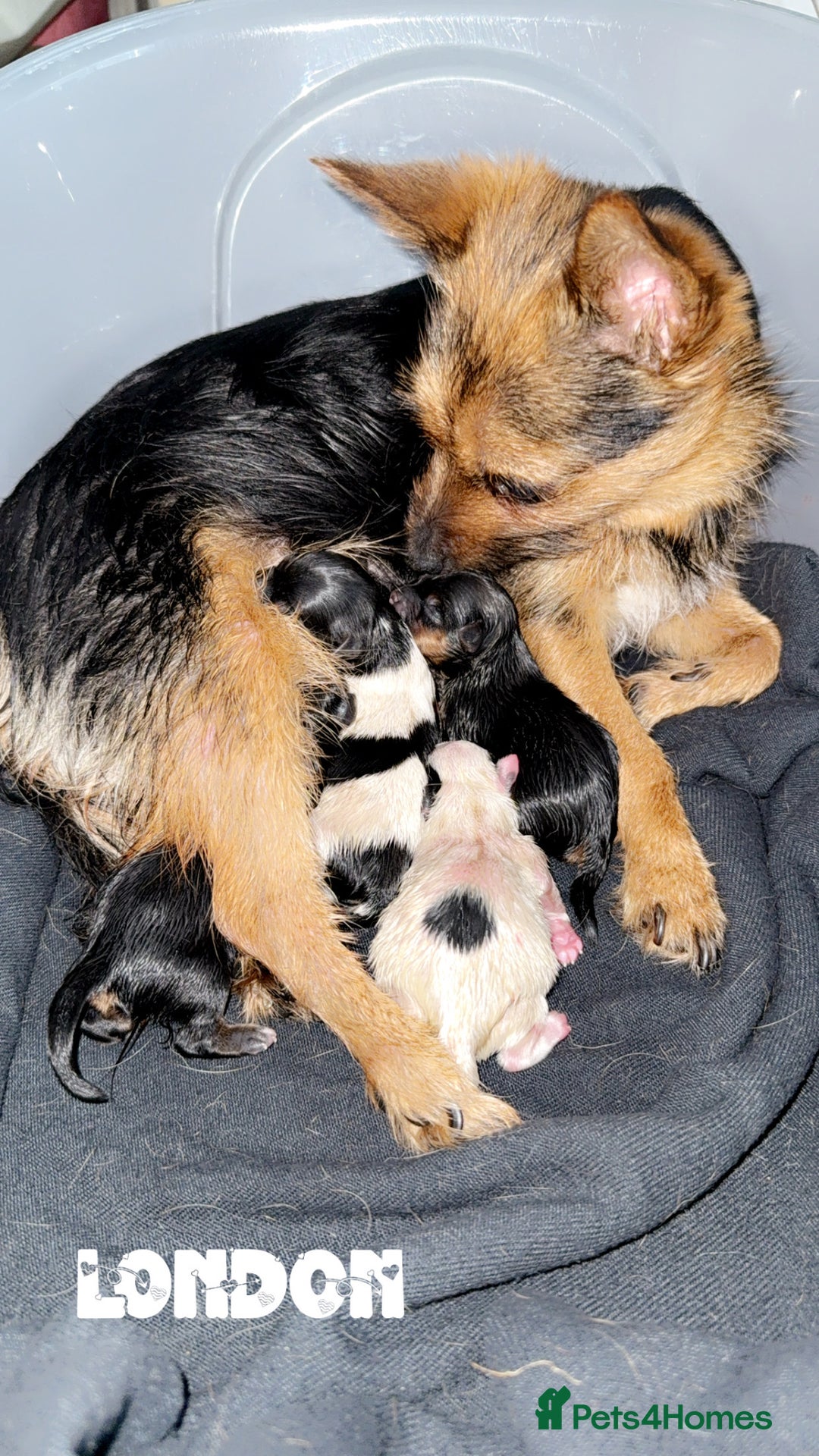 Mixed Breed dogs for sale: 4 gorgeous puppies for sale - Image 17