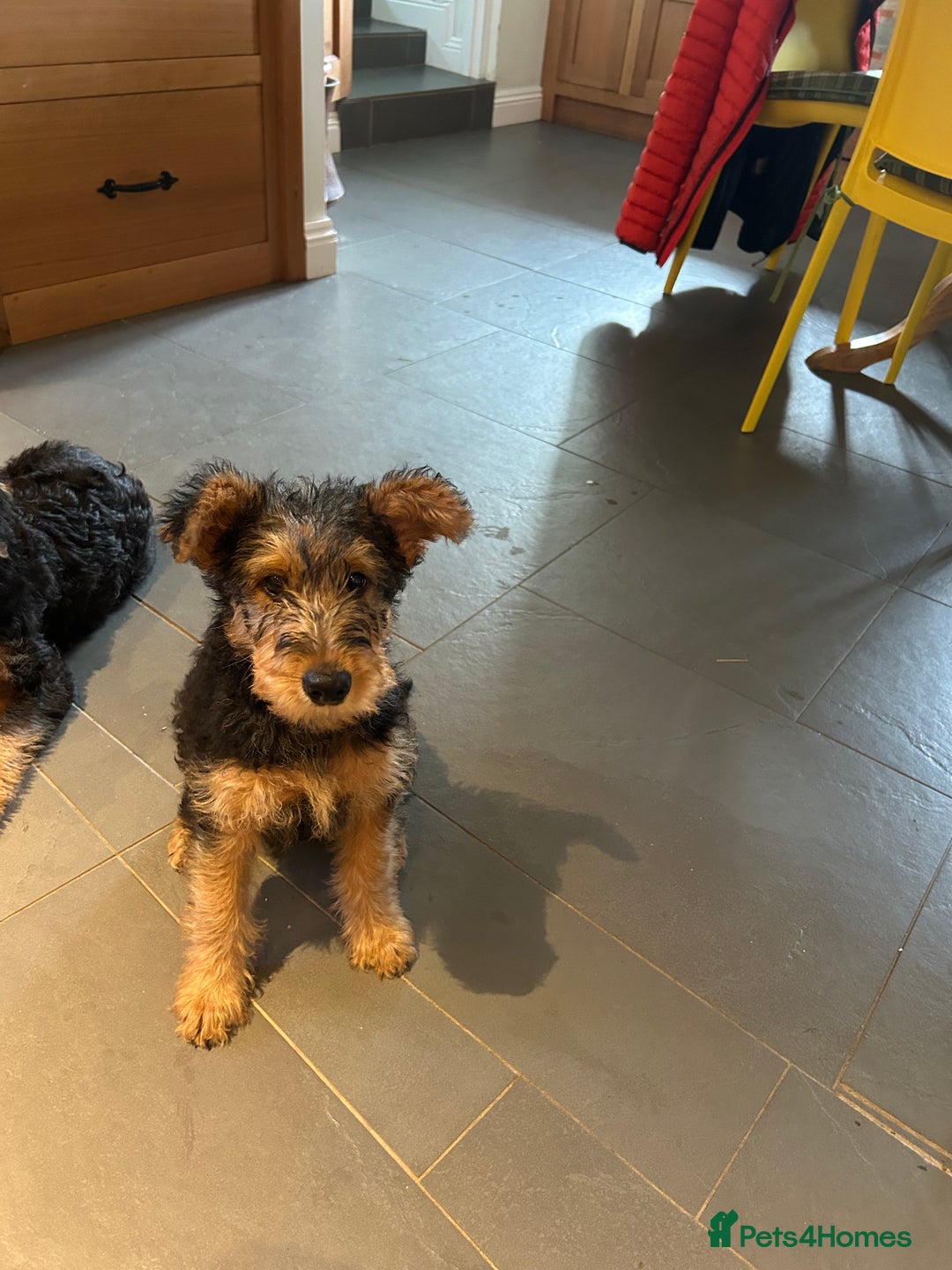 Airedale Terrier dogs for sale: Airedale puppy girl looking for a new home  - Advert 7