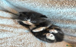 British Shorthair cats for sale: Beautiful unusual British shorthair kittens - Image 29