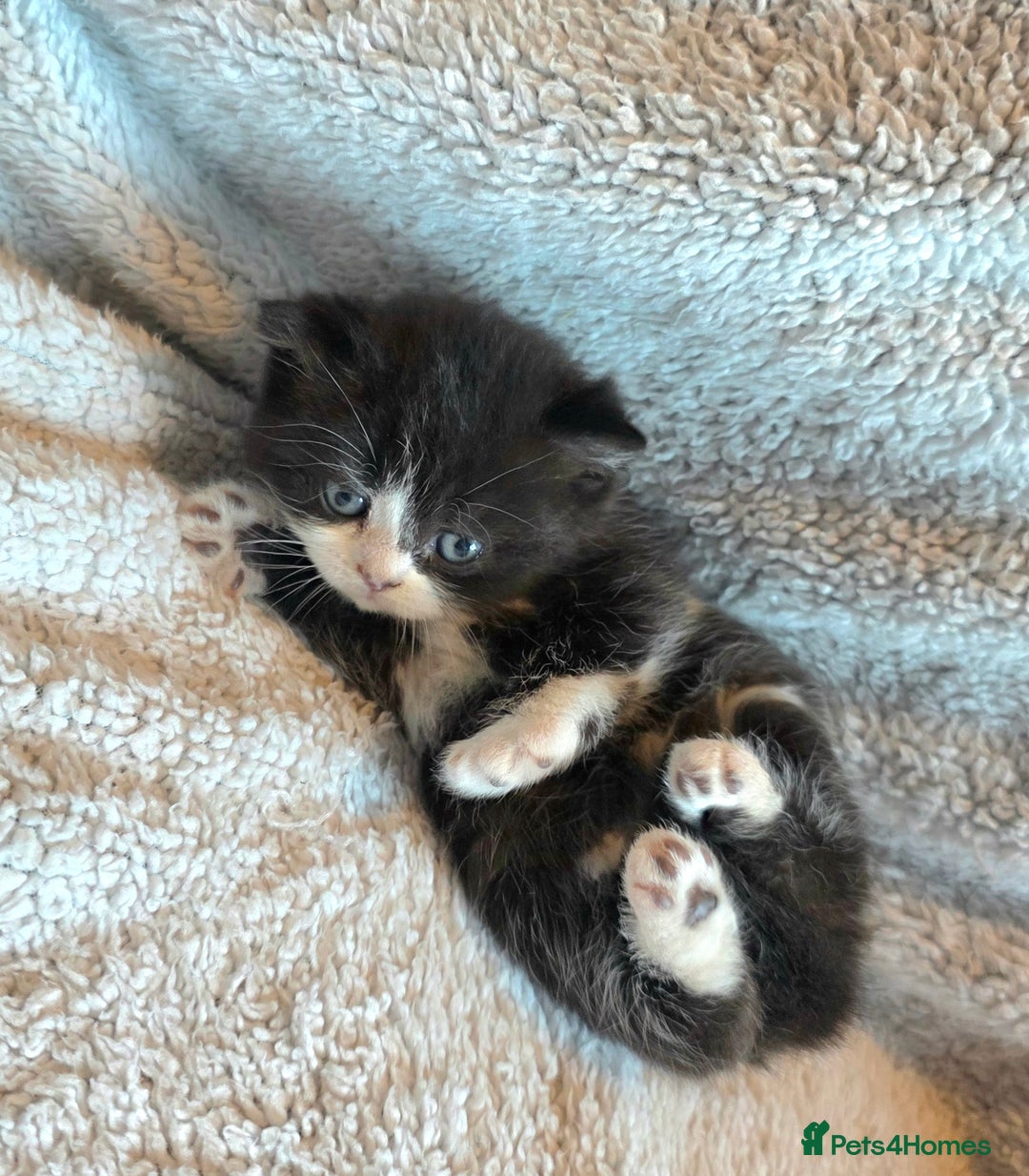 British Shorthair cats for sale: Beautiful unusual British shorthair kittens - Image 29